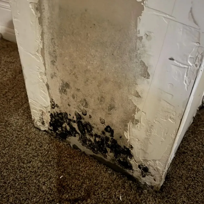 Professional Mold Removal in Marana, AZ